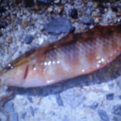 何が釣れるか？