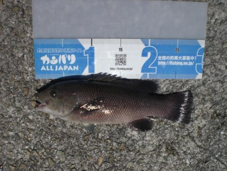 気晴らしに波止へ