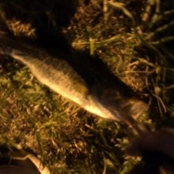 淀川のブラックバス