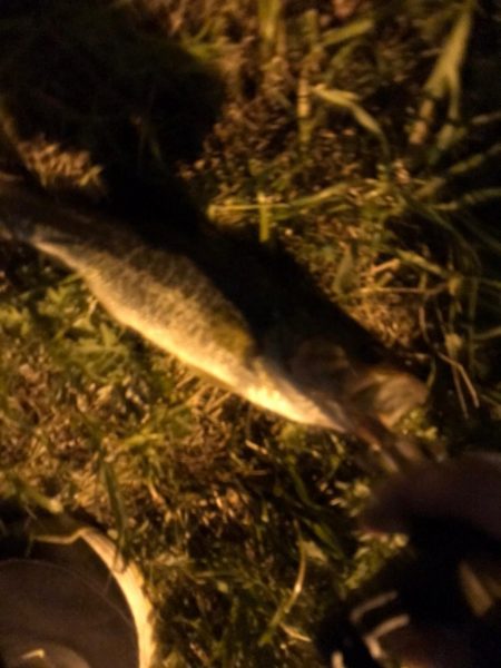 淀川のブラックバス