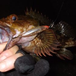 メバリング最盛期へ