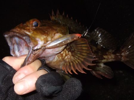 メバリング最盛期へ