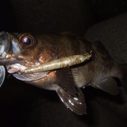 強風時はシーバス用ルアーで