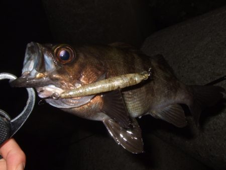 強風時はシーバス用ルアーで