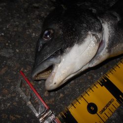 チヌもマイクロベイトパターン？。