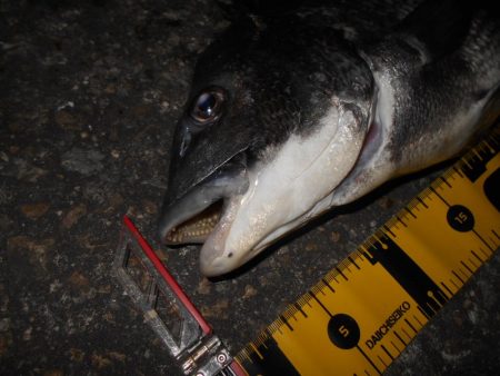 チヌもマイクロベイトパターン？。