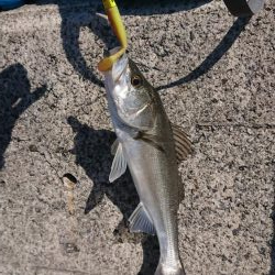 マダイとシーバス