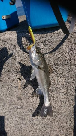 マダイとシーバス