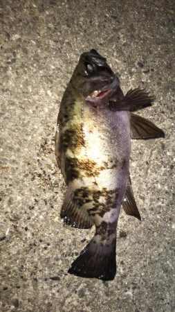 プラグできた！