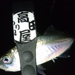 サビキ好調！！ルアーは？