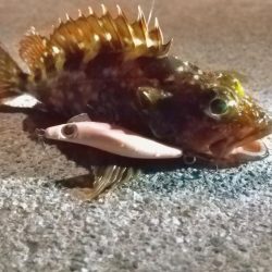 汽水魚は好活性