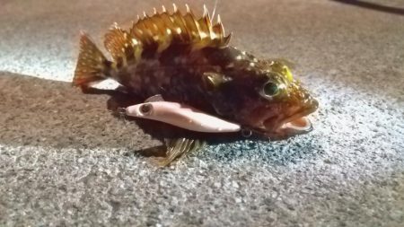 汽水魚は好活性