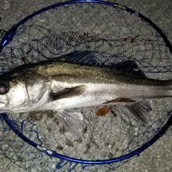 ライトゲームタックルの悲鳴