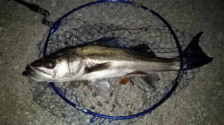 ライトゲームタックルの悲鳴