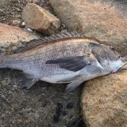 年無 54cm マチヌゲット