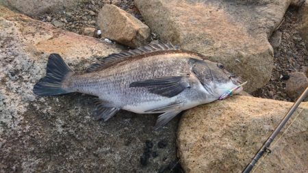 年無 54cm マチヌゲット