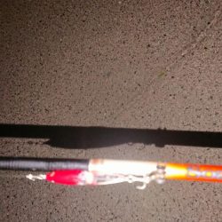 メバルプラッキング