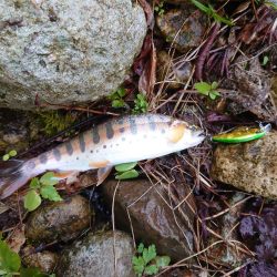 久しぶりの渓流釣り