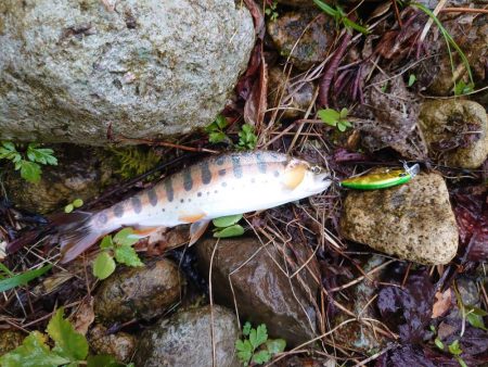 久しぶりの渓流釣り