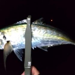 アジングで尺ラッシュ