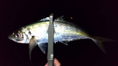 アジングで尺ラッシュ