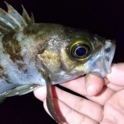 フロートライトゲーム　良型アジ