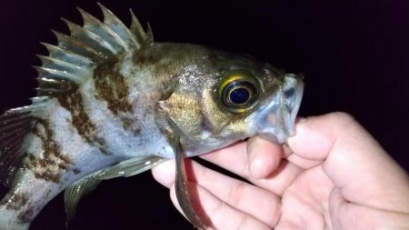 フロートライトゲーム　良型アジ