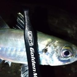 フロートアジング　36cm