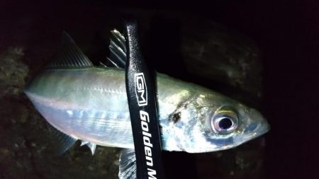 フロートアジング　36cm