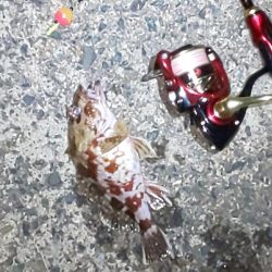 メバル休業中でコウイカ