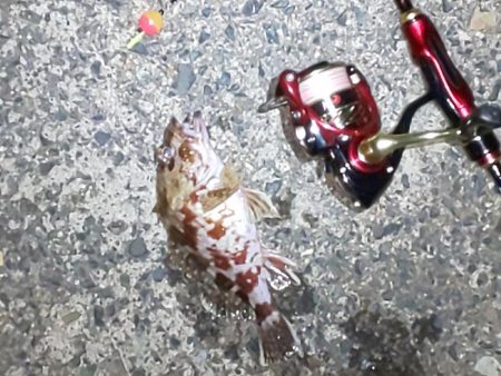 メバル休業中でコウイカ