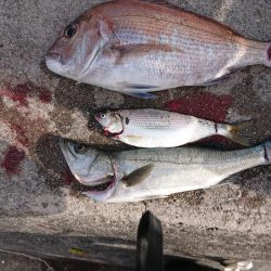 浜王ヒラメでマダイ