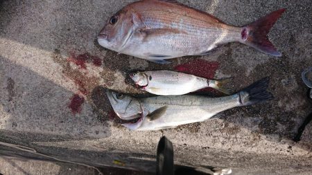 浜王ヒラメでマダイ