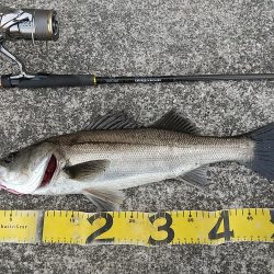 緊急事態宣言後の神戸湾奥調査