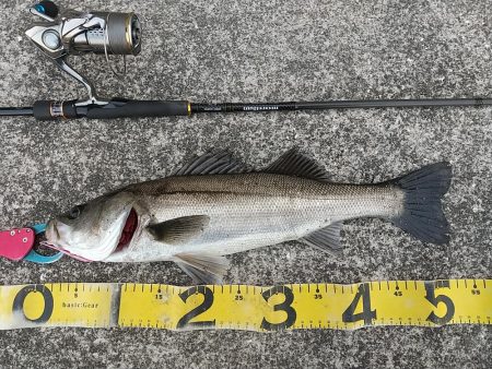 緊急事態宣言後の神戸湾奥調査