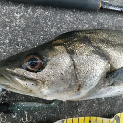 短時間デイゲーム夕練調査！