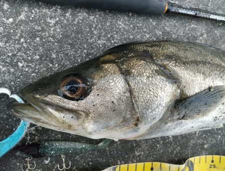 短時間デイゲーム夕練調査！