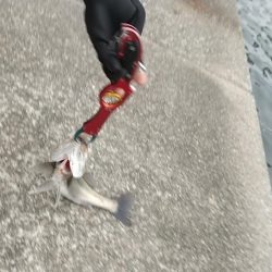 本降り前の朝練シーバスフィッシング！