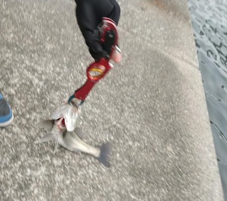 本降り前の朝練シーバスフィッシング！