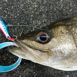 晴れた真っ昼間のデイゲーム調査