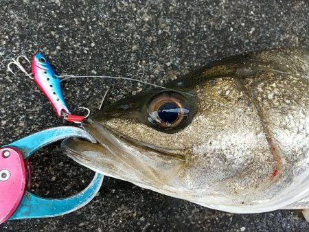 晴れた真っ昼間のデイゲーム調査