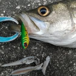 朝練久々のナナマル捕獲!