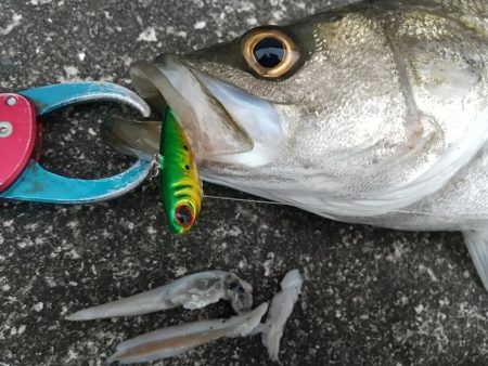 朝練久々のナナマル捕獲!