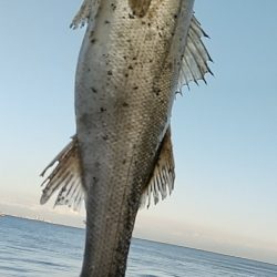 VJで連発ヒットの夕練!