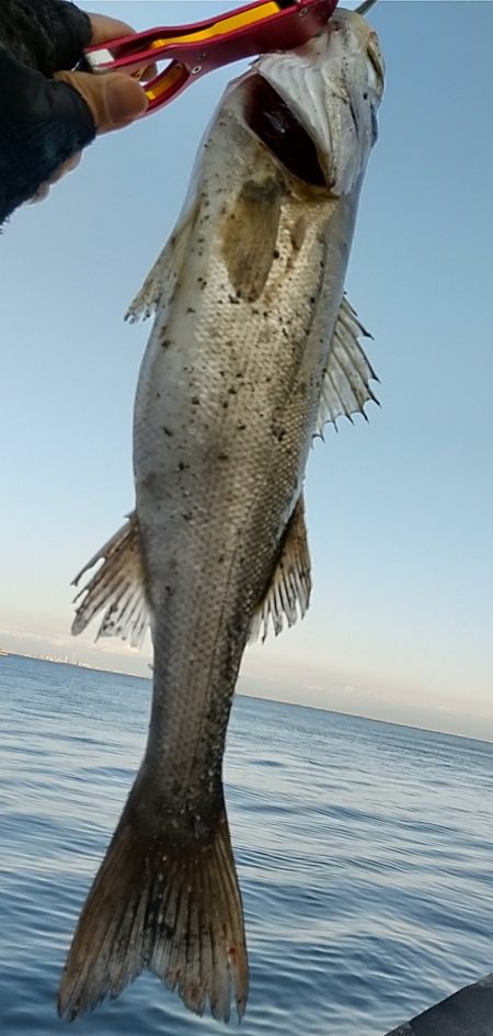 VJで連発ヒットの夕練!