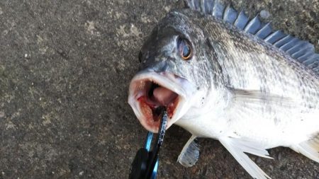 ぶら河川調査!!