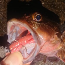 久々のナイトガシリング♪