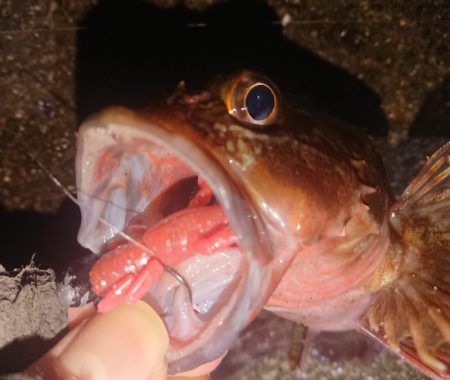 久々のナイトガシリング♪