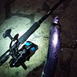 陸っぱりタチウオの季節到来か……