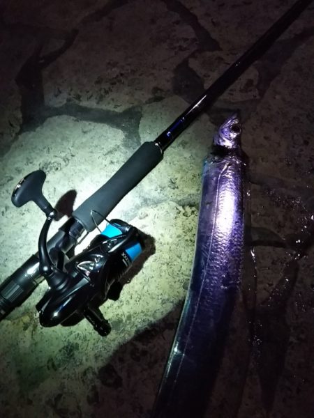 陸っぱりタチウオの季節到来か……